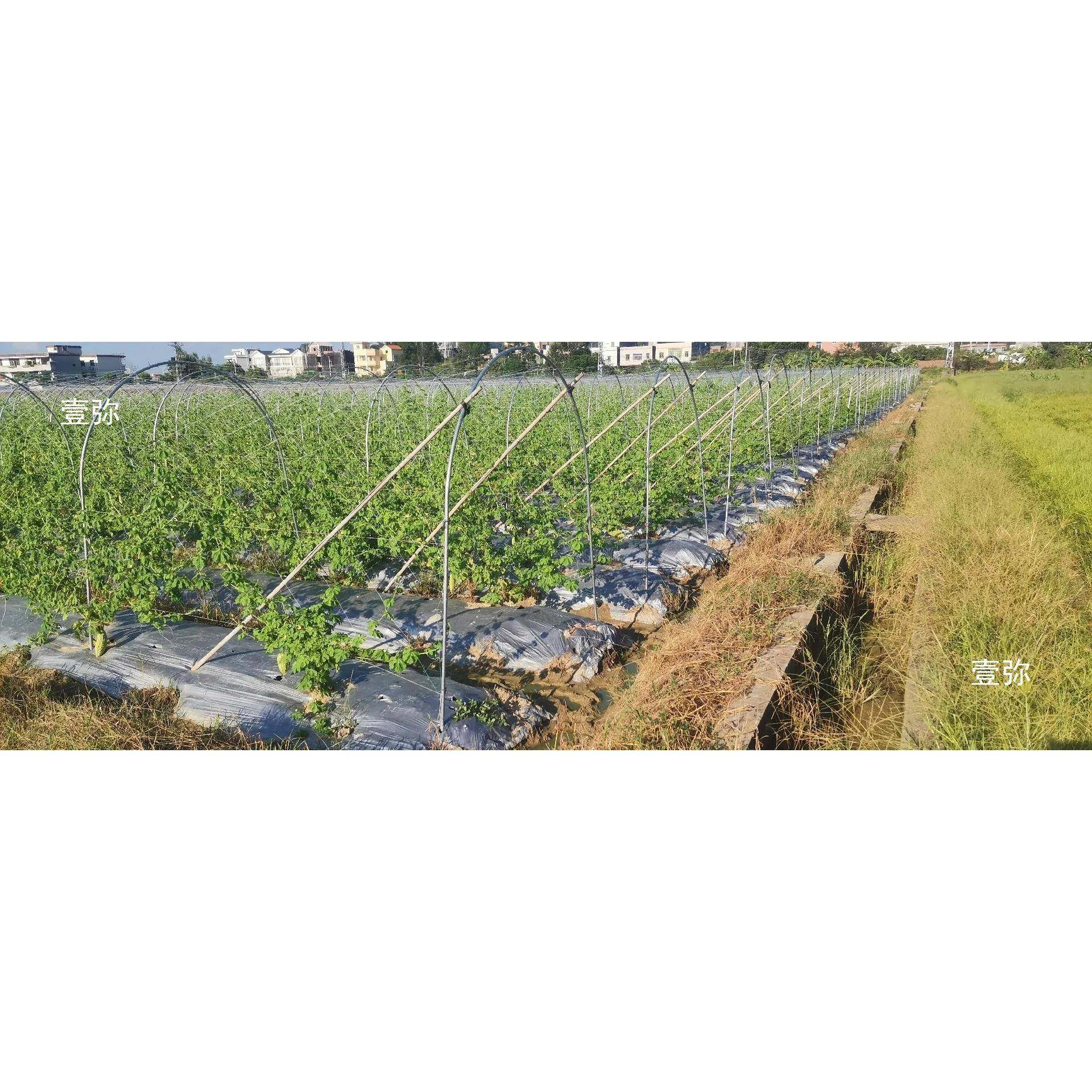 农用支架豆角种植架杆菜园拱棚支撑架竿子种地花棚用高强镀锌钢管