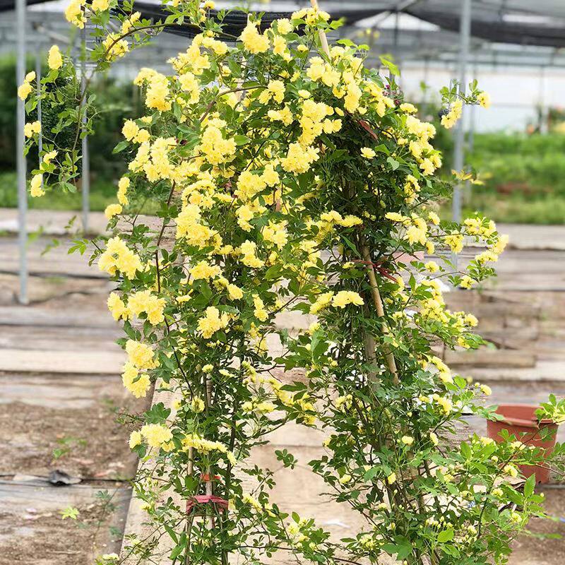 黄木香树苗爬藤植物庭院绿植浓香型白木香重瓣四季开花红木香盆栽