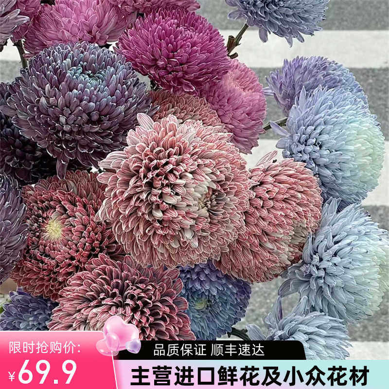 同城甄选花材鲜花速递马来西亚染色牡丹菊鲜切花各色家庭插花5支