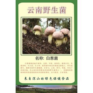 白葱菌海报黄赖头墙贴墙纸奶浆菌展板铜绿菌装饰画挂图