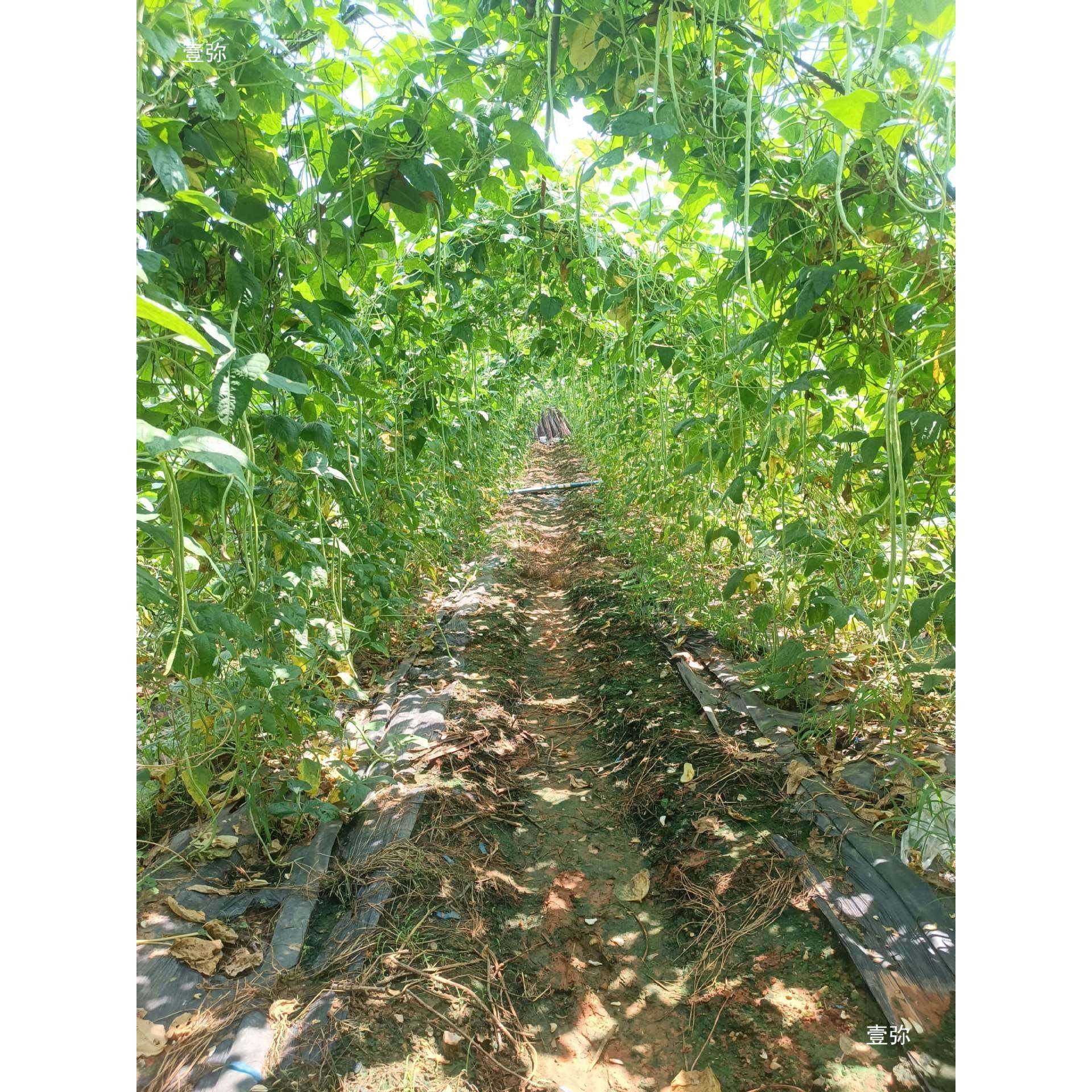 热镀锌钢管豆架管碗豆豆架管豆架管温室大棚骨架葡萄藤拱形架