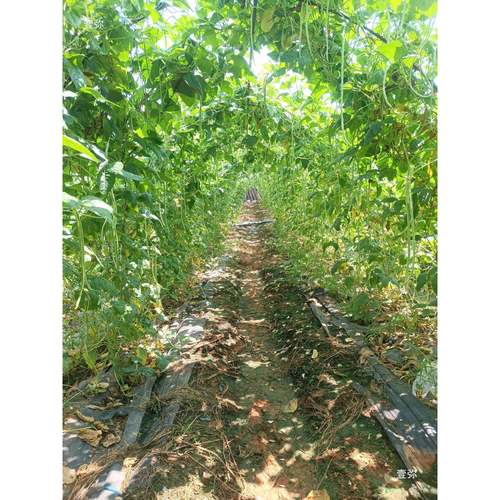 热镀锌钢管豆架管碗豆豆架管豆架管温室大棚骨架葡萄藤拱形架