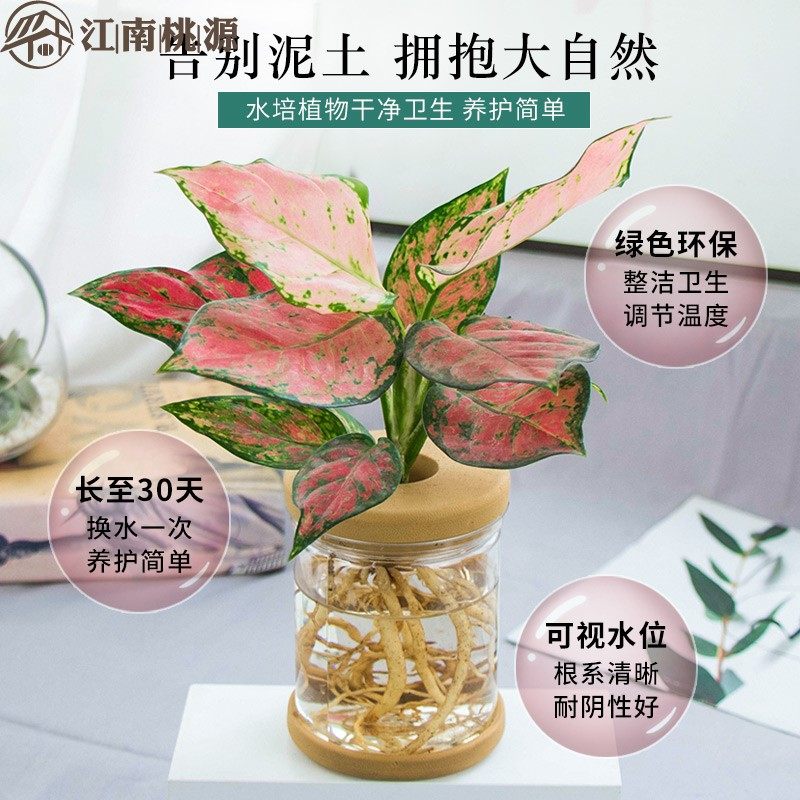 放在适合摆在电视柜上的花办公桌花卉小绿植四季好养多肉水培盆栽