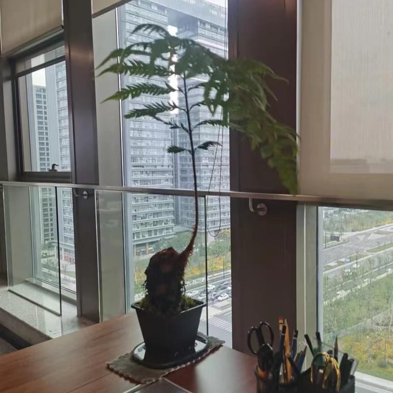 蕨类植物绿植一叶蕨盆栽盆景造景苔藓球大型微景观热带雨林