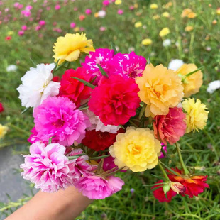 死不了向日葵盆栽苗重瓣带根种孑盆栽苗多色牡丹大花朵带宿根枝条