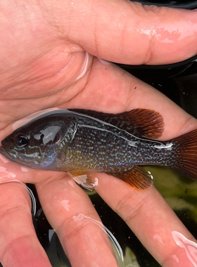 冷水凶猛原生观赏太阳鱼不加温小型鱼苗广温淡水肉食性皮实好养