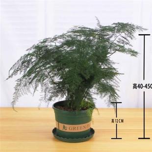 文竹盆栽植物室内大颗盆景竹子观赏竹小美观栽植文雅绿色桌面摆件