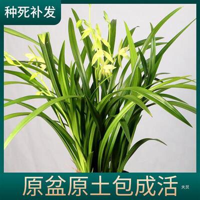 兰花苗原盆原土四季花卉盆栽带花苞名贵蕙兰好养兰草浓香绿植国兰