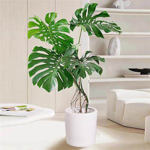 龟背竹老桩造型盆栽植物室内客厅大型绿植新家净化空气吸甲醛好养