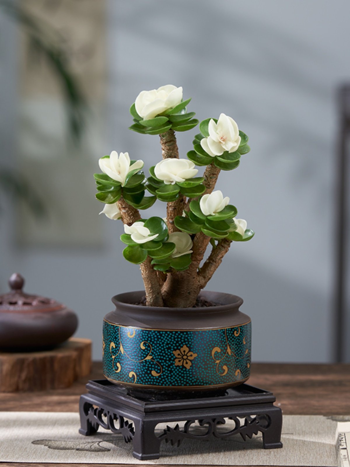 老板办公室绿植适合放的好养玉锦金钱木小盆栽花卉物室内易寓意