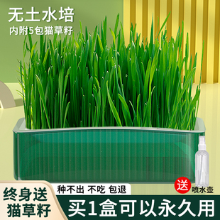 速发猫培盆栽猫草籽育苗盘毛土水草化无草猫薄荷自已种好幼猫咪零