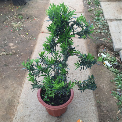 速发罗汉松盆景树  室内台造型盆栽植物桩小舌雀叶办公室绿植苗