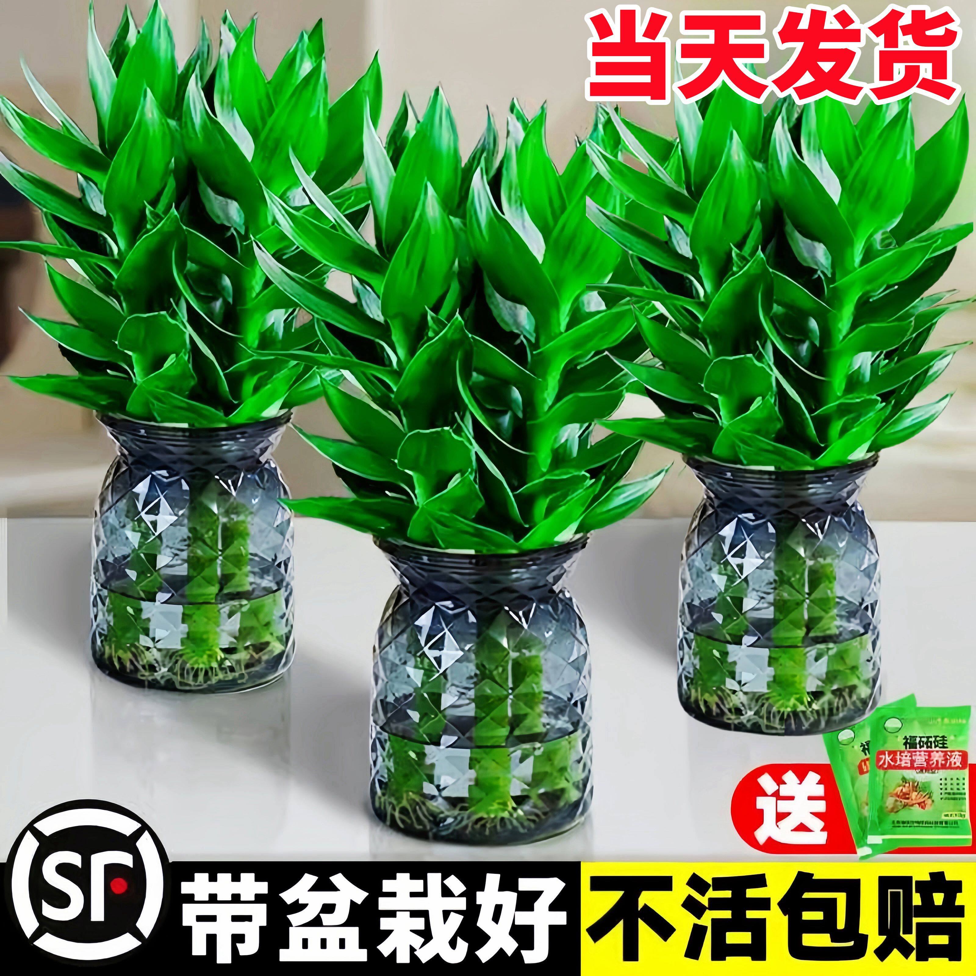 观音竹富贵竹水培植物带根花卉绿植绿萝室内盆栽转运竹子水养好养