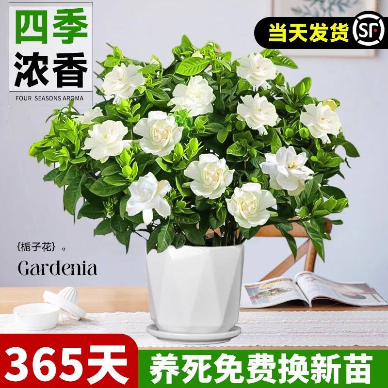栀子花盆栽四季开花室内桌面浓香带花大苗家庭阳台好养花卉绿植物