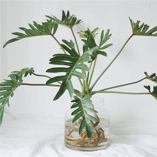 植物私生活 小天使蔓绿绒仙羽 观叶绿植 水培盆栽 玻璃花瓶