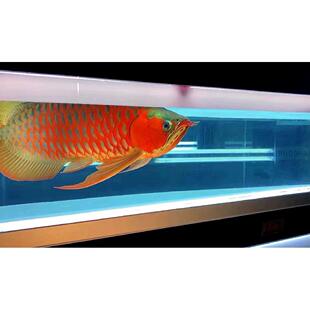 马印原子光盒灯盘龙鱼灯专用发色灯管鱼缸灯led全光谱烤色夜灯