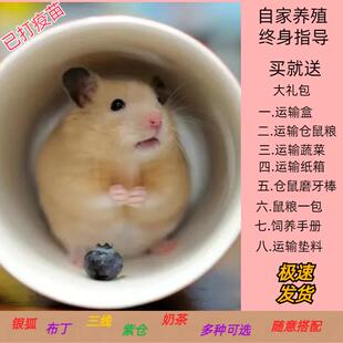 家养仓鼠长毛金丝熊仓鼠活宠三线紫仓银狐布丁金丝熊仓鼠笼子用品