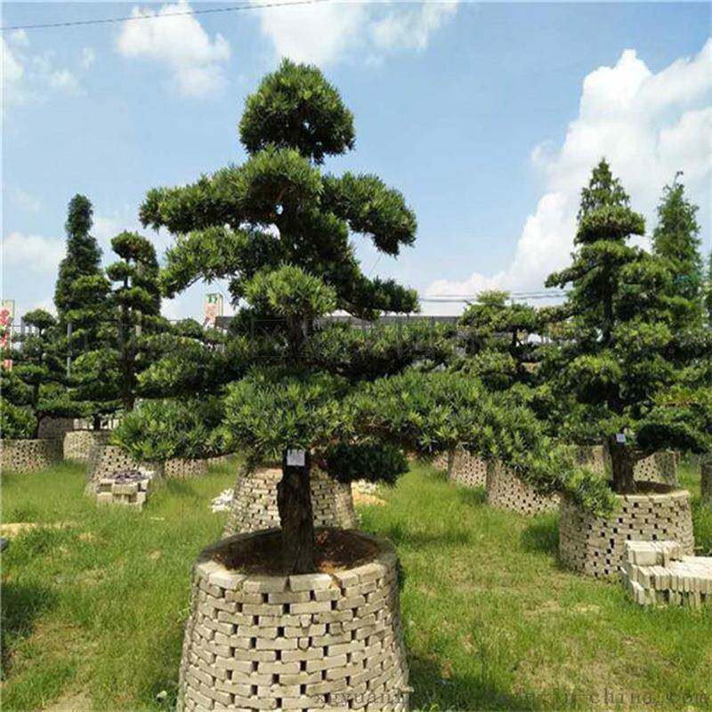 苗木基地直发罗汉松造型树庭院装饰迎客松多年生造型罗汉松园林