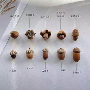 橡果橡子红槲栎毛果青冈天然果实标本diy材料自然植物北美红栎帽