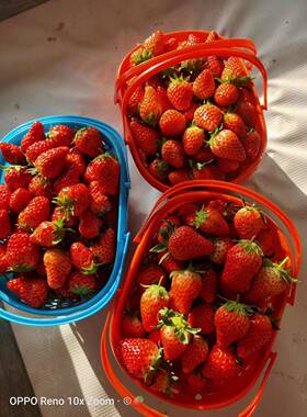 xy塑料采摘草莓子红色篮梅杨篮手提水F77JT9J8果框子包装新料樱t