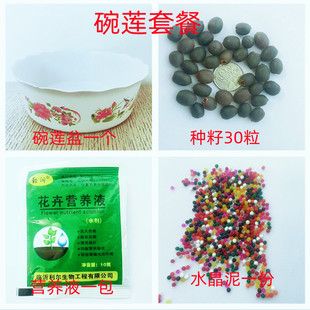 瑞卡好看又好养的花睡莲无土荷花泡在水里养的迷你卉喜阳耐晒植物