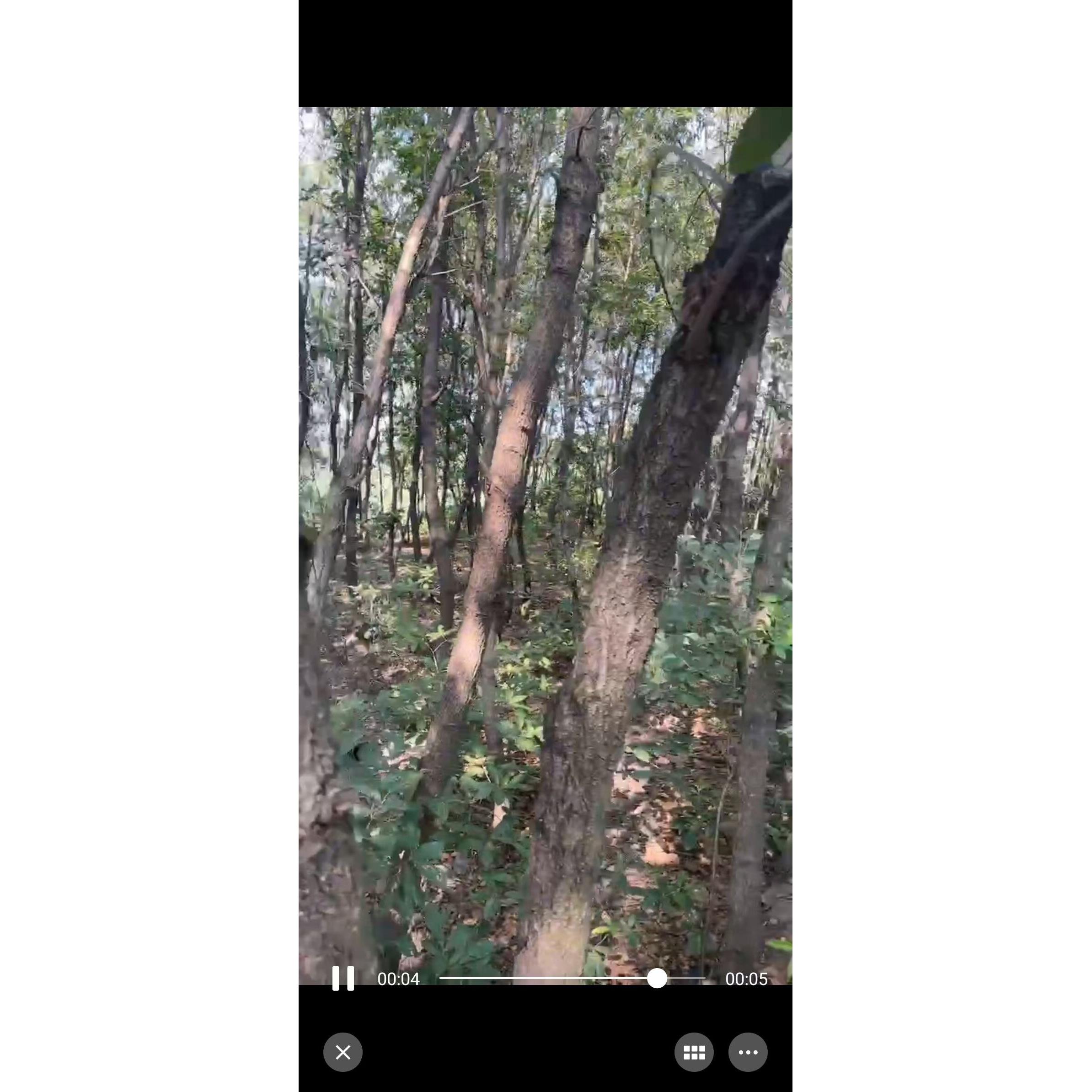淄博烧SZX烤木无烟烧烤炭炭韩式烤肉用碳环保炭专钢碳实健康原木