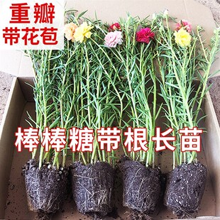 重瓣向日葵苗带根带花苞盆栽进口多色宿根枝条大花庭院阳台花卉