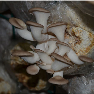 菌种菇种菌包秀珍菇食用菌棒蘑菇种阳台办公室趣味种植多肉植物