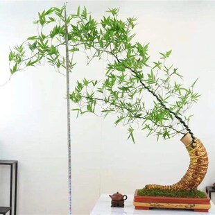 小叶簕竹根苗勒竹桩老桩绿植竹子盆栽桌上懒人盆景室内南北方可种