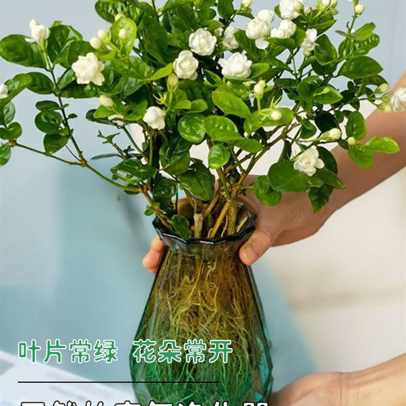 速发水植茉莉花栽盆室内水养观花植物室内绿培花卉桌面好养易活浓