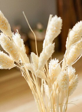 速发永花花干花兔尾草大麦草石草 宝石宝干生花束装饰花材