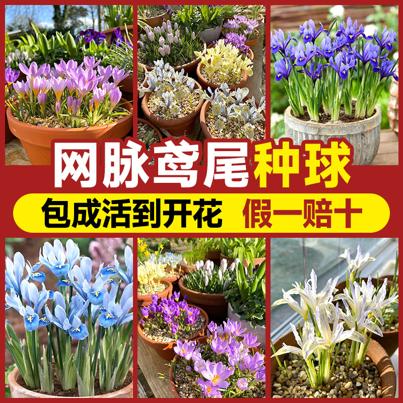 速发网脉鸢尾种球郁金香耐寒耐冻花卉盆栽风信子秋冬室内植物庭院
