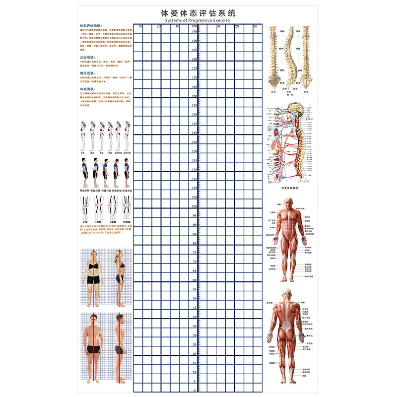 姿势体态评估图脊椎变形侧弯体测评估图中医院诊所正骨体态评估表