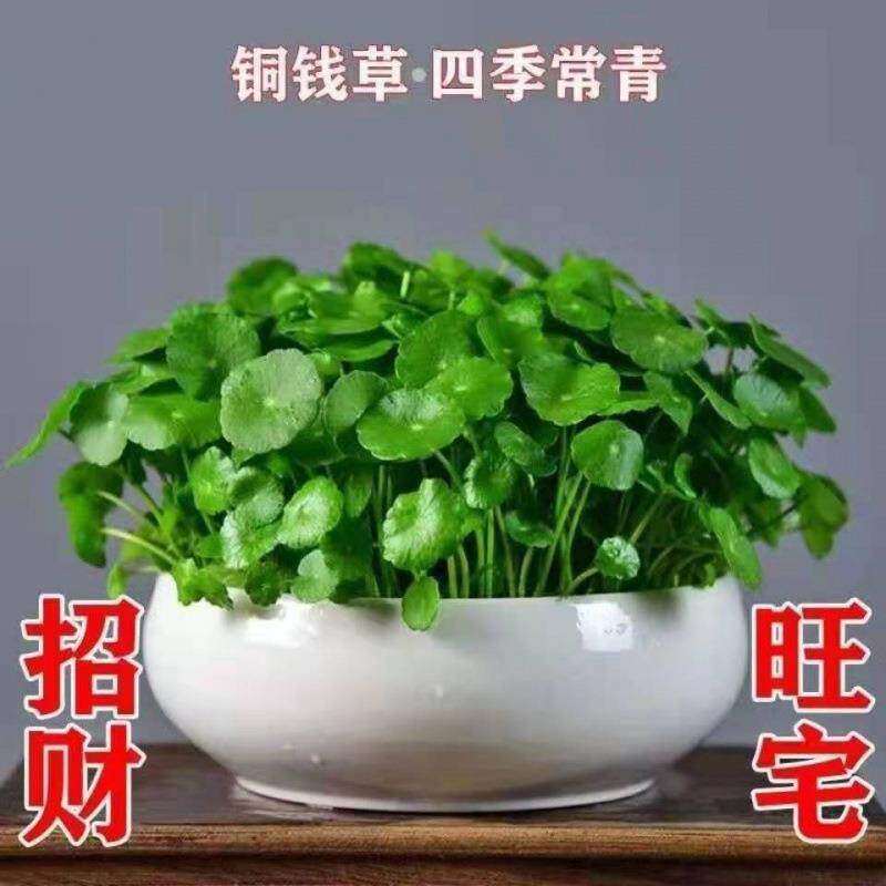 水培花盆草水培水培植物金钱草带叶子室内水养花卉办公四季好养活