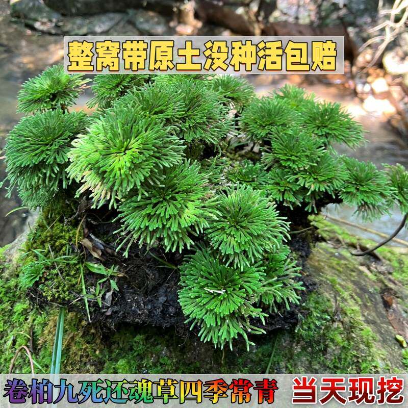 卷柏九死还魂开花不草不结果四季常青复活草假山桌面创意花卉绿植