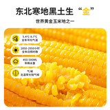 新鲜黄糯玉米东北甜糯玉米10根 券后13.9元包邮
