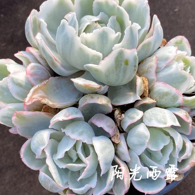 伯克利锦   多肉植物   一物一拍