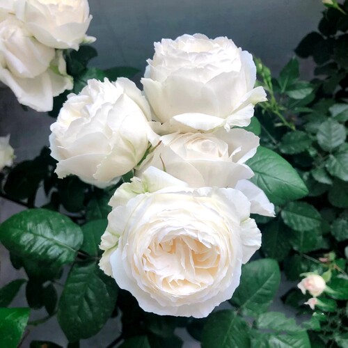 多季开大花c浓香月季花苗伊芙婚礼之路纯白色玫瑰盆栽阳台观花植