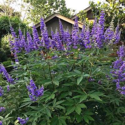 穗花牡荆树桩薰衣草阳台盆栽庭院花卉耐寒耐热多年生X灌木植物包