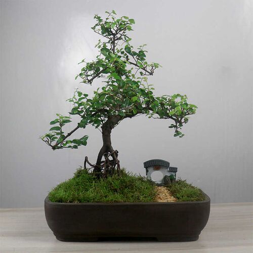 小叶雀梅盆景e造型老桩绿植室内客厅办公室桌面植物茶几小盆栽摆