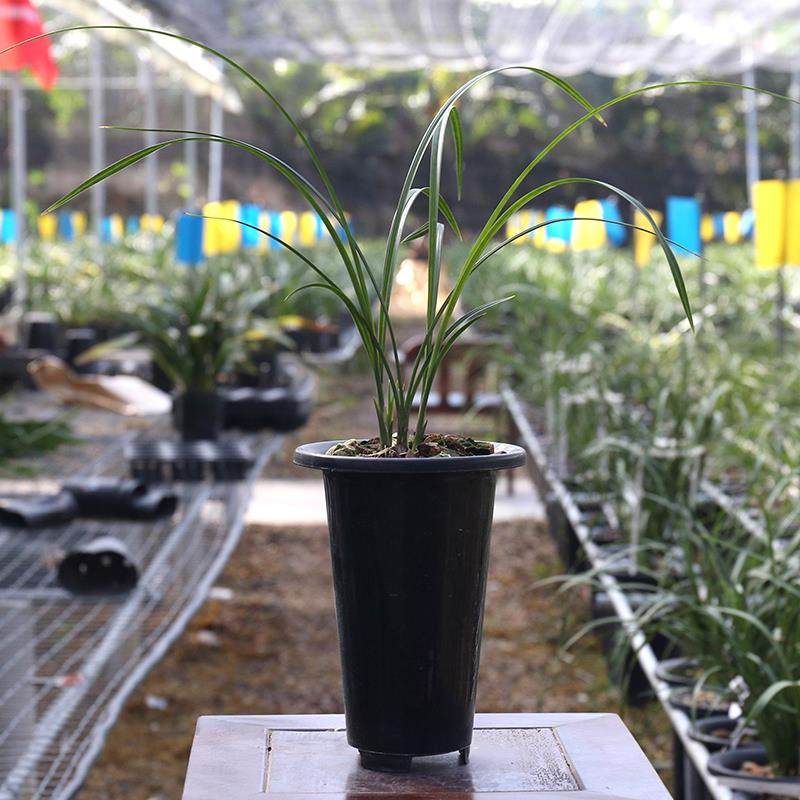 大雪素石鼓鹤庆莲兰素档花经典品高花卉铭瓣办公室桌青轩兰场面盆