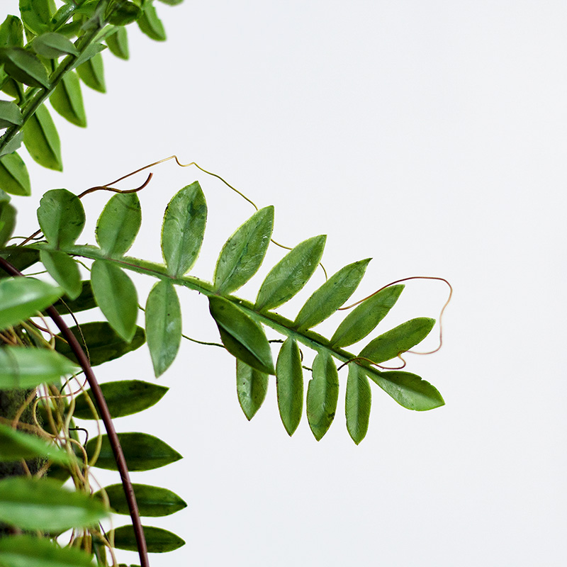 森系垂吊波斯蕨仿真植物草球t吊挂盆绿植家居商铺橱窗造景悬吊式