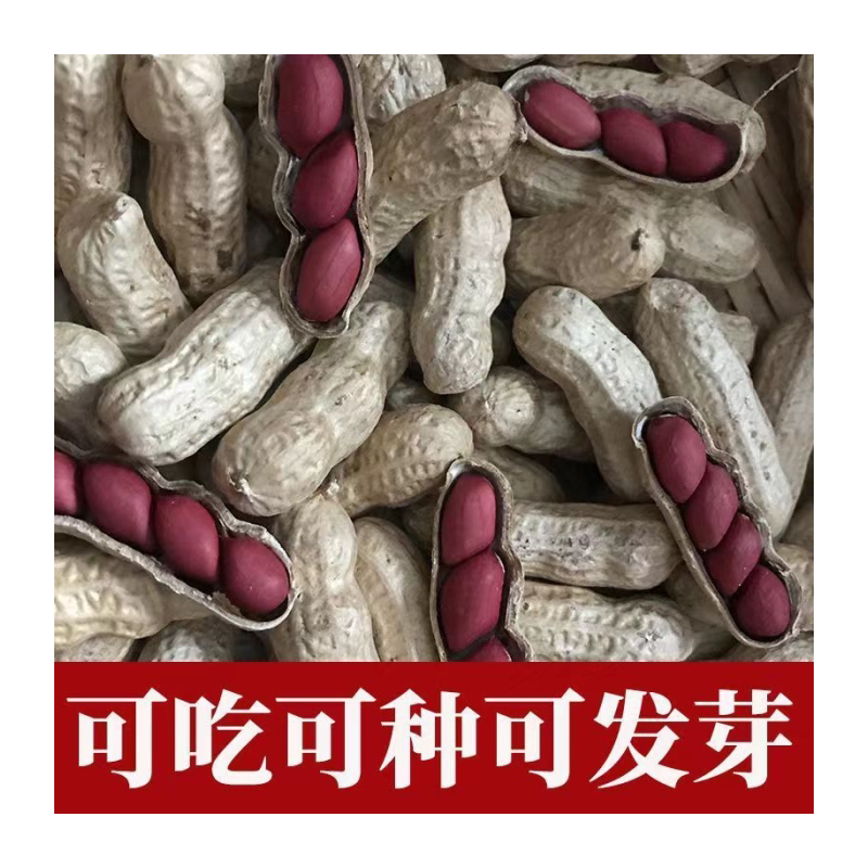 2024年新四粒红带壳花生果 250克1斤2斤3斤5斤花生果 新鲜生干果