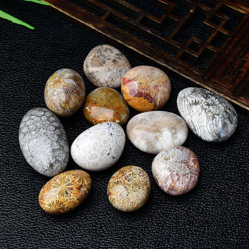 天然珊瑚玉化石菊花石原石摆件矿石标本石鱼缸花盆造景装饰石