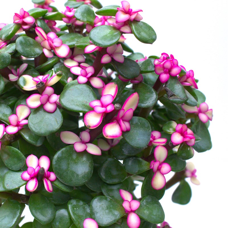 金枝玉叶苔藓球/老桩多肉水培植物室内花办公室绿植X好养净化空气