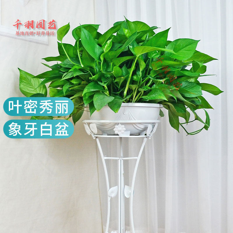 大绿萝吸a甲醛盆栽室内花卉植物长藤四季常绿水培土养办公客厅绿