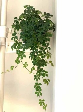 五叶地锦b垂吊爬墙爬藤地被观叶彩色户外室内阳台庭院地栽盆栽植