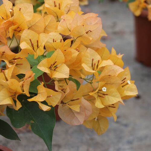 三角梅 金色k光辉  盆栽绿植庭院阳台开花植物