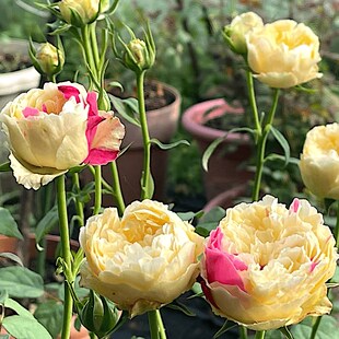 风月 阳台盆栽月季庭院地栽耐旱耐寒抗病勤花切花W玫瑰分枝性好