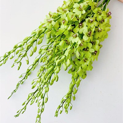 新品稀有花材绿色洋兰鲜花家庭办公室高档插花全S国空运邮寄花期